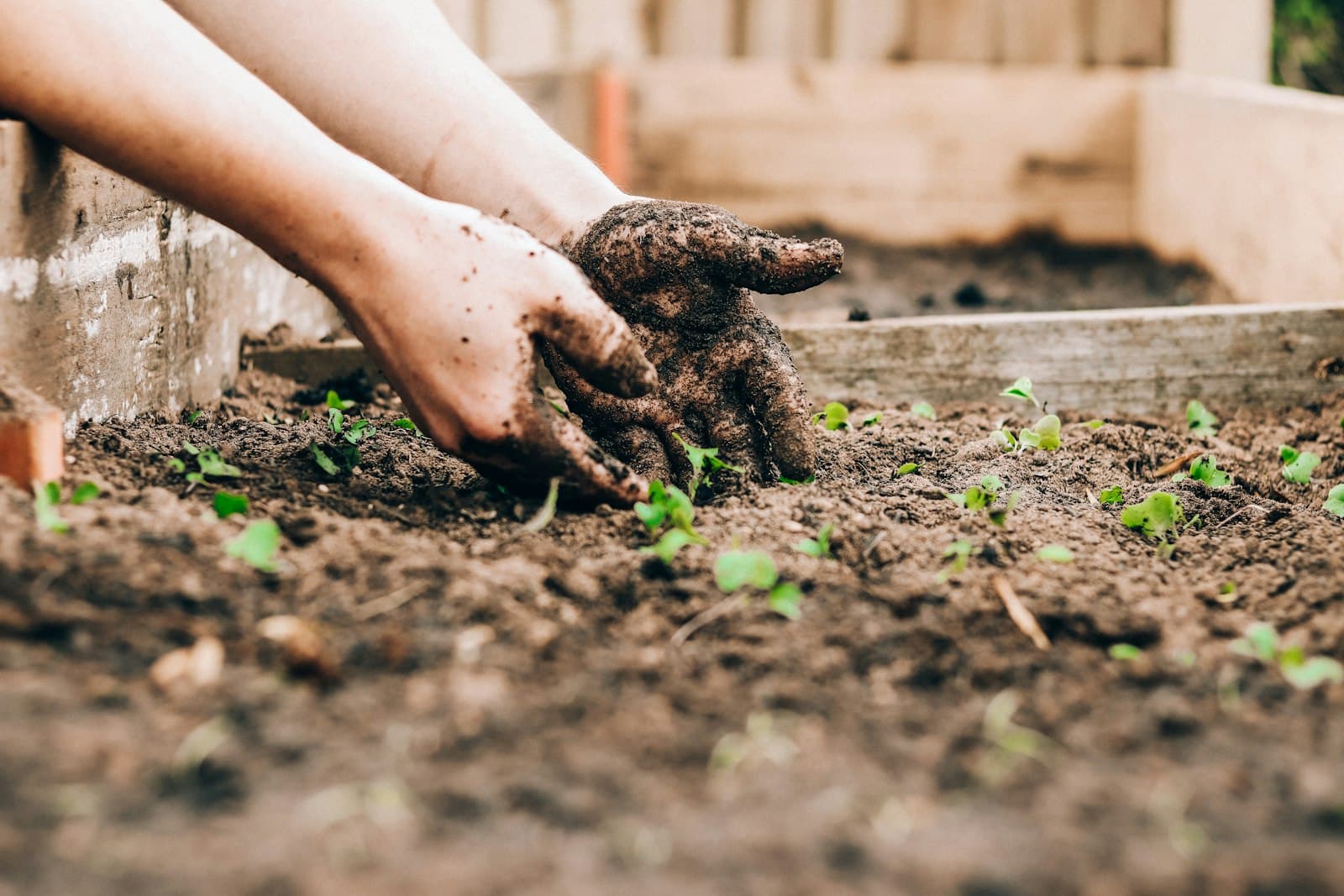 A farmer’s hands holding dark, freshly turned soil